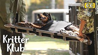 Actor Bae Jung-Nam Comes Home One Day To His Paralyzed Dog Bell And.. (Part 2) | Kritter Klub