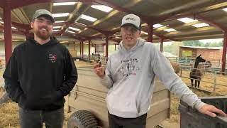 Golden Guernsey concern and an escaped male Pygmy goat threatens kidding time!