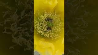 bees in cactus flowers