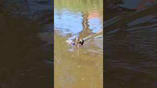 Group of mallards