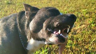 Hachi the Pitsky eating breakfast and brushing teeth at the same time! 