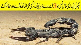 Top 5 venomous scorpion | top 5 deadliest scorpion | Rare info corner |