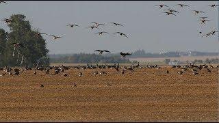 Hired to Hunt Season 4 #2:  It's Raining Birds - Duck and Goose Hunting.  Limit Hunts in Alberta