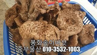 봉화송이버섯가격 봉화송이버섯 경매 자연산송이버섯 송이버섯 손질법 송이버섯 효능 중부물산