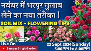 नवंबर में भरपूर गुलाब लेने का नया तरीका ! Soil mix - Flowering tips