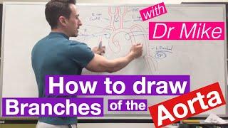 Aortic Branches | Cardiology