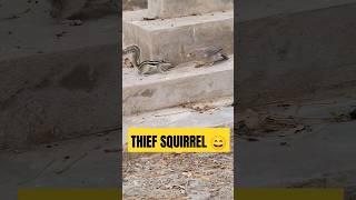 SQUIRREL STEALING FOOD FROM JUNGLE BABBLER #viral #shorts