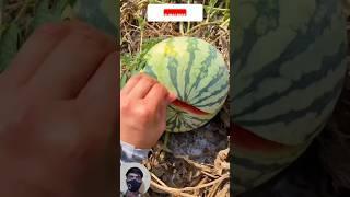 Aman Fruit Video  #youtubeshorts #trending #viral #shorts  viralvideo cartoon 