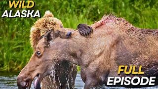 WILD ALASKA | The Survival Struggle of Wildlife | Animal Documentary