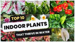 10 Beautiful Indoor Plants That Thrive in Water  Perfect for Beginners!