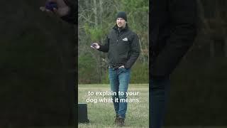 How To Get Your Dog To Pay Attention - E-Collar Training Tips