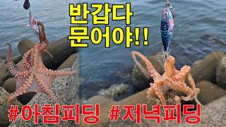 문어가 돌아왔다!!해질녘 피딩타임!!