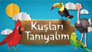 Hayvanları Tanıyalım | Kuşları Öğreniyorum | Kuş Sesleri ve Görüntüleri | Papağan Güvercin Kanarya