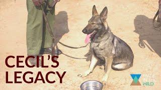 Anti-poaching with dogs | Cecil's Legacy (Ep. 5)