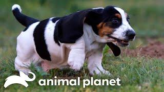 Basset Hound Puppies Play Hide and Seek With a Hamster | Too Cute! | Animal Planet