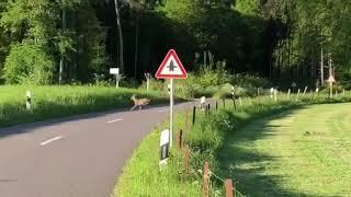 Wolf Jagd Reh in der Nähe von Hamburg.