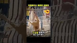 위험을 무릅쓰고 반려견을 지켰는데, 강아지가 갑자기 이상해졌다?! #반려견행동 #감동과반전