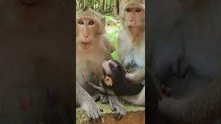 #monkey #shorts