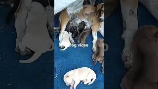 Dog video  #funny#tumitnecutekyunho #Rekha mahato