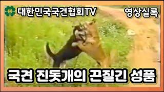 [영상실록] 국견 진돗개의 끈질긴 성품 | 대한민국국견협회TV