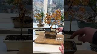Prepping Japanese Katsura Maples Today! 🪴