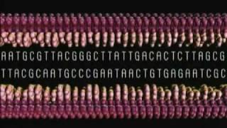 DNA_replication Introduction