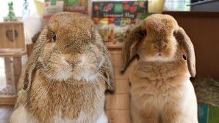 Rabbit Care Essentials: Must-Have Supplies for Rabbits of All Ages