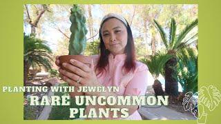 Planting with Jewelyn: Rare Uncommon plant talk, my summer 2024 update