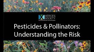 Xerces Webinar - Pesticides & Pollinators Understanding the Risk