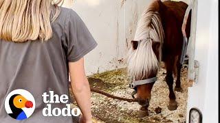 Aggressive, Pregnant Pony Completely Transforms | The Dodo