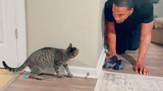 Unpredictable cats add drama to your life  Funny Cat and Human