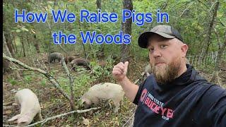 How We Raise Pigs in the Woods