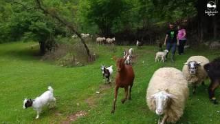 Primer paseo de todas las ovejas y cabras del Santuario