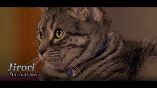 NHK Tokyo: Lucky Cats - A Cat's-Eye View of Japan