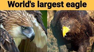 LARGEST EAGLES IN THE WORLD.|top 5 largest eagles in the world.