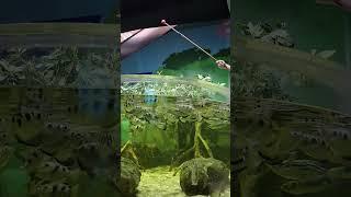 Archerfish "Spitting Sharpshooters" Of Mother Nature | The Only Fish That Hunts By Spitting!