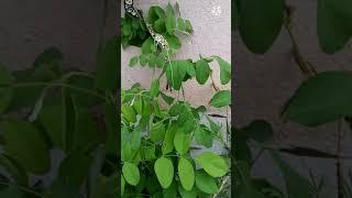 Butterfly Pea plant || Asian pigeonwings plant || Bluebellvine  plant #horticulture#plant #shorts