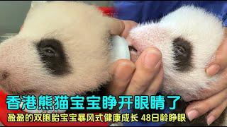 10月2日香港双胞胎熊猫已睁眼，48日龄睁眼，70日龄将会拥有视力#panda #香港海洋公园 #大熊猫盈盈乐乐