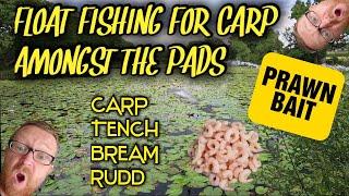 Float Fishing for Carp amongst the Pads @sifishes