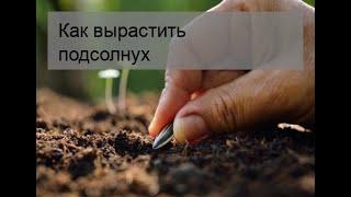 Как вырастить подсолнух