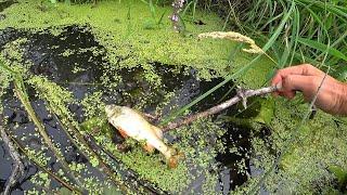 Electric fishing on my spots. They finish off the fish.