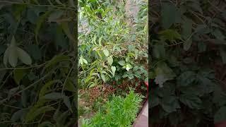 My mama's house garden.....#First video on you tube.