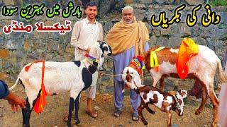 Dani Ki Bakriyan Taxila Mandi Update 31 August 2024 | Naseeb Ka Soda