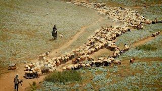 The Majestic Sheep Herds of Jeyroudast Mountain, Gilan