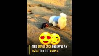 vote for the oscar awards, nomitations #Dubai #youtube #ammad #dog #duck #puppy #acting #oscaraward