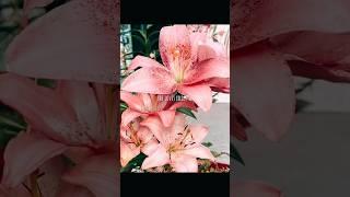 Flower of purity  #flower #lili #aesthetic #fypシ゚viral #blowthisupforme #viralvideo #keşfet