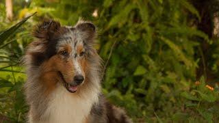 Caring for Your Shetland Sheepdog Essential Tips for a Happy and Healthy Pet