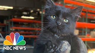 Maintenance technicians rescue kitten from truck engine