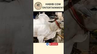 biggest hump cow of 2023 from babu dairy farm, goul bari habibi cow entertainment#cow #shorts