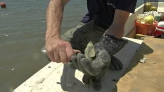 May River Oyster Co  (How To Shuck An Oyster Tip)